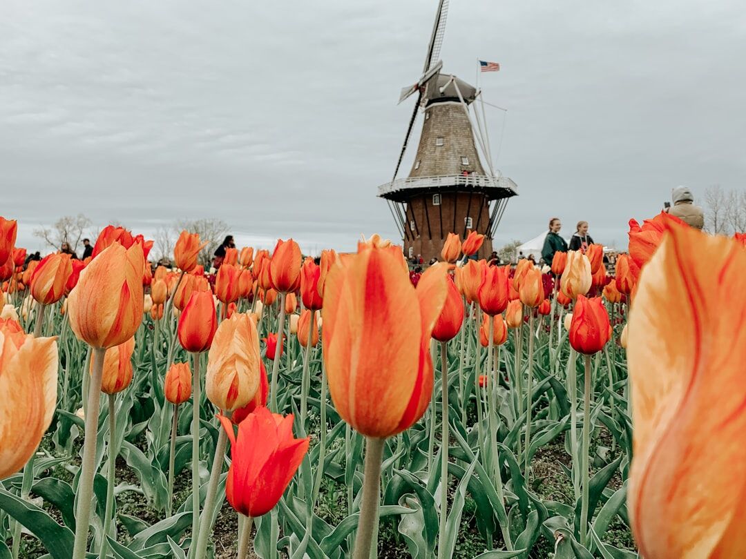 dutch windmill folklore
