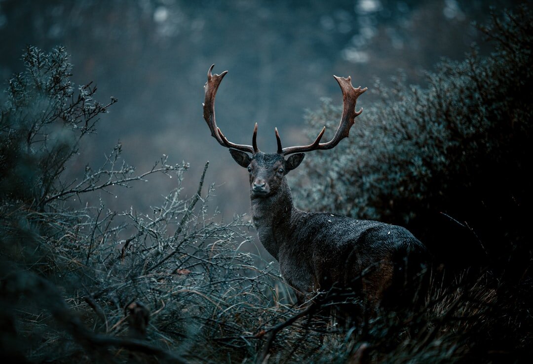 dutch misty forest