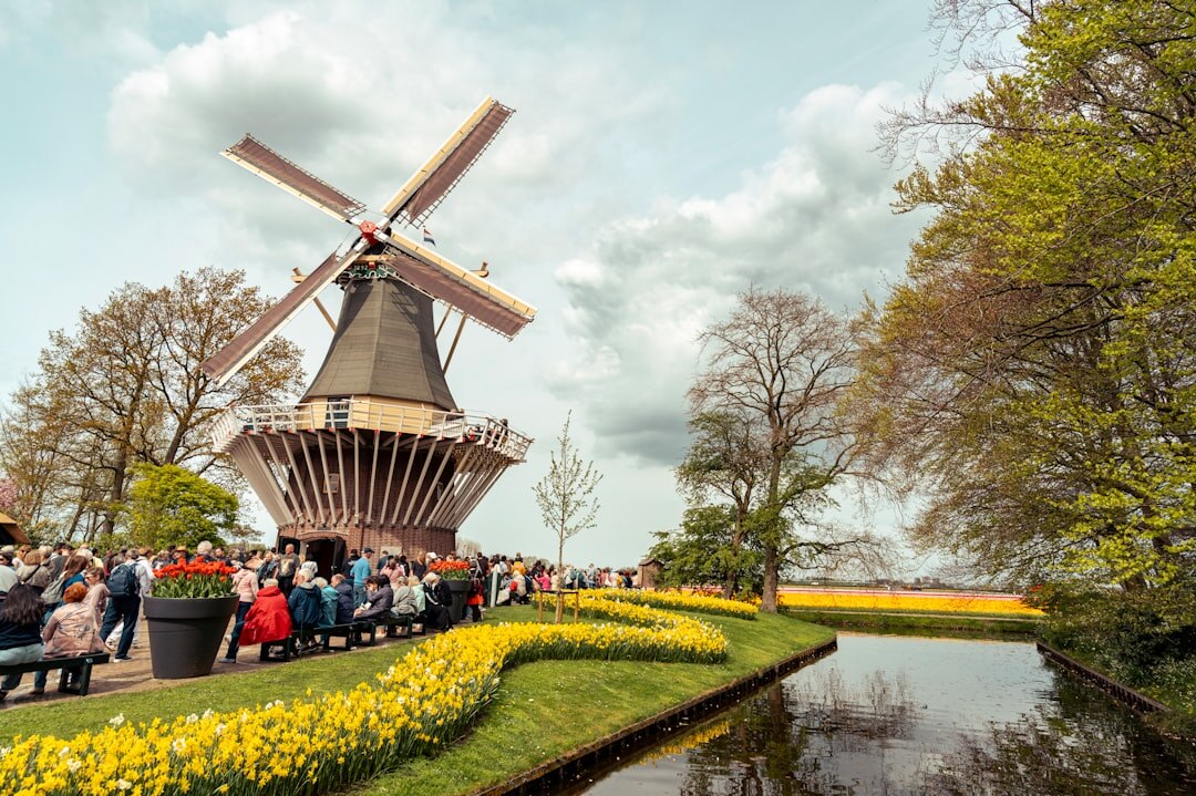 dutch tulip fields